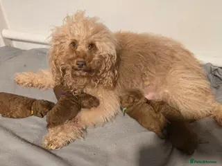 Labradoodle dogs Rare deep red labradoodles, absolutely stunning 😍 - Advert 1