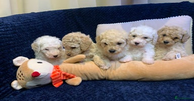 Toy Poodle dogs ✨ Beautiful Litter of Healthy Poodle Puppies ✨🐩 - Advert 3