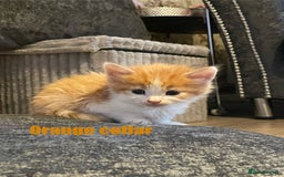 Mixed Breed cats for sale: Calico Kittens  - Image 9