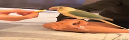 Conures birds for sale: Green cheek Conure - hand reared - Advert 1