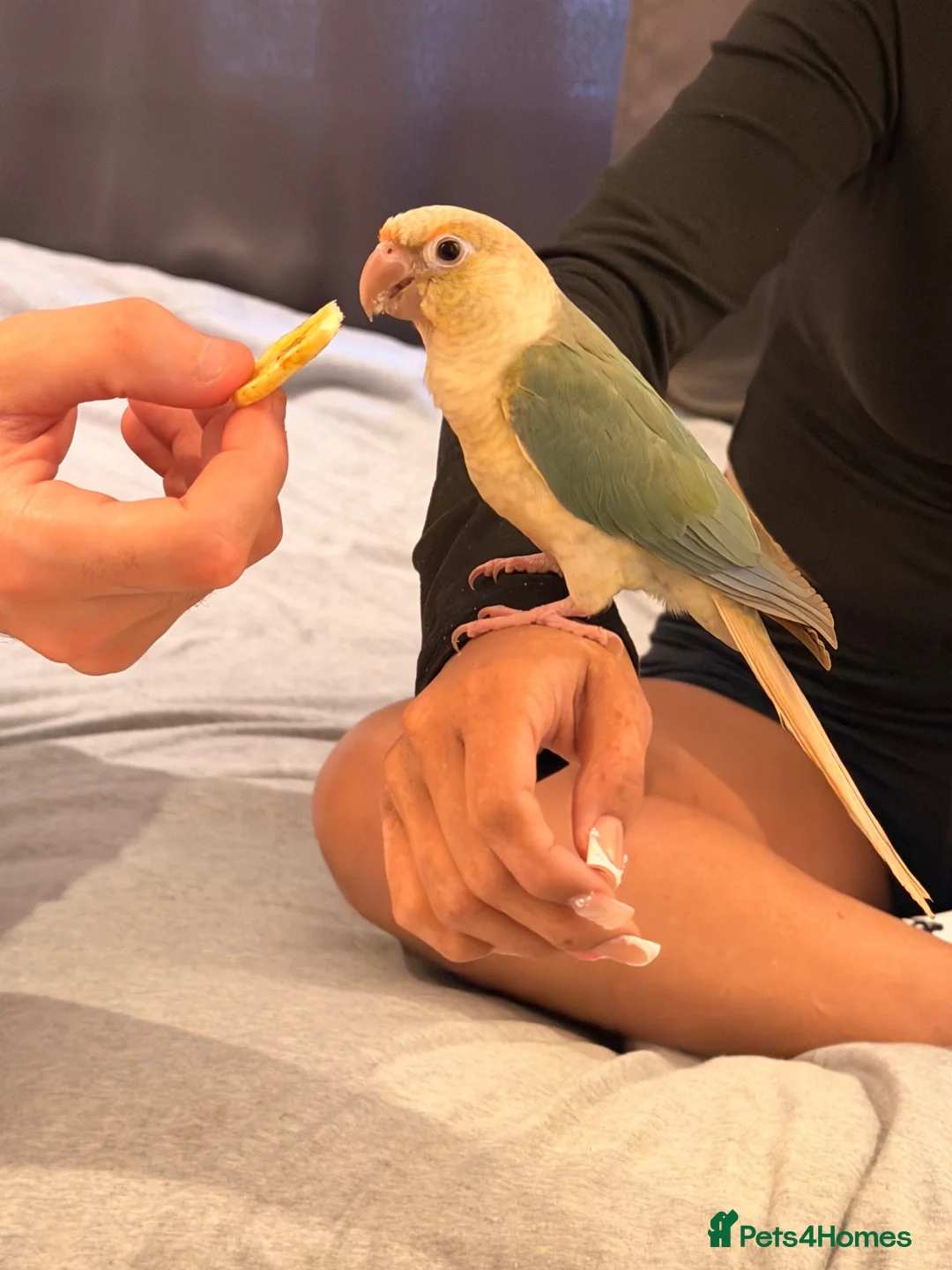 Conures birds for sale: Green cheek Conure - hand reared - Advert 1