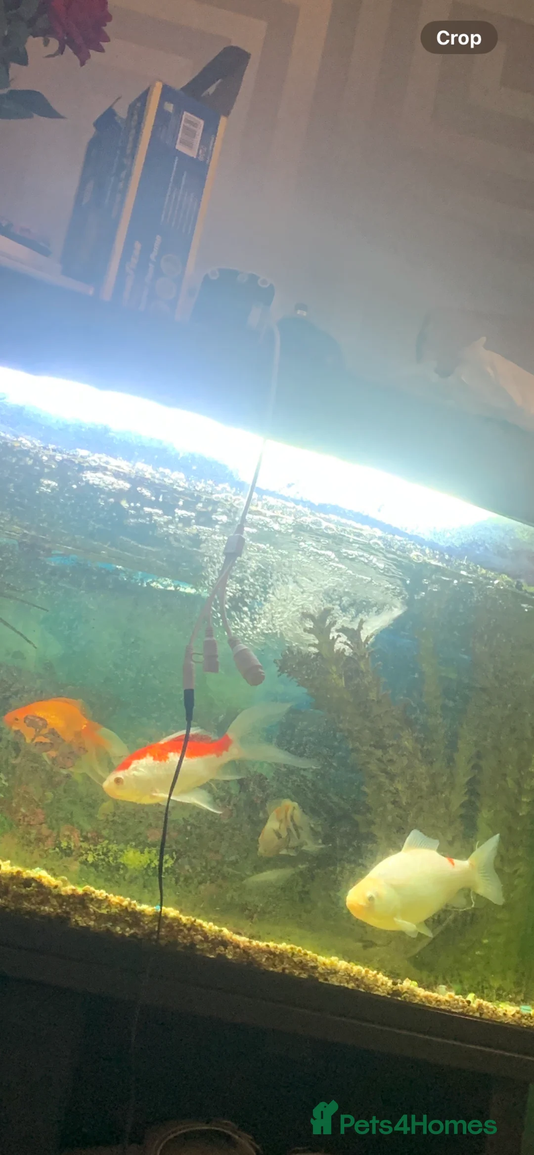 Fancy Goldfish fish for sale: Fancy goldfish  in Sheffield - Advert 1