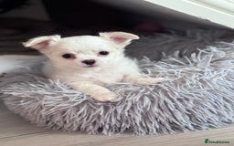 Chihuahua dogs for sale: READY 📣BEAUTIFUL LONG COAT CHIHUAHUA PUPPIES 🐶 - Image 9