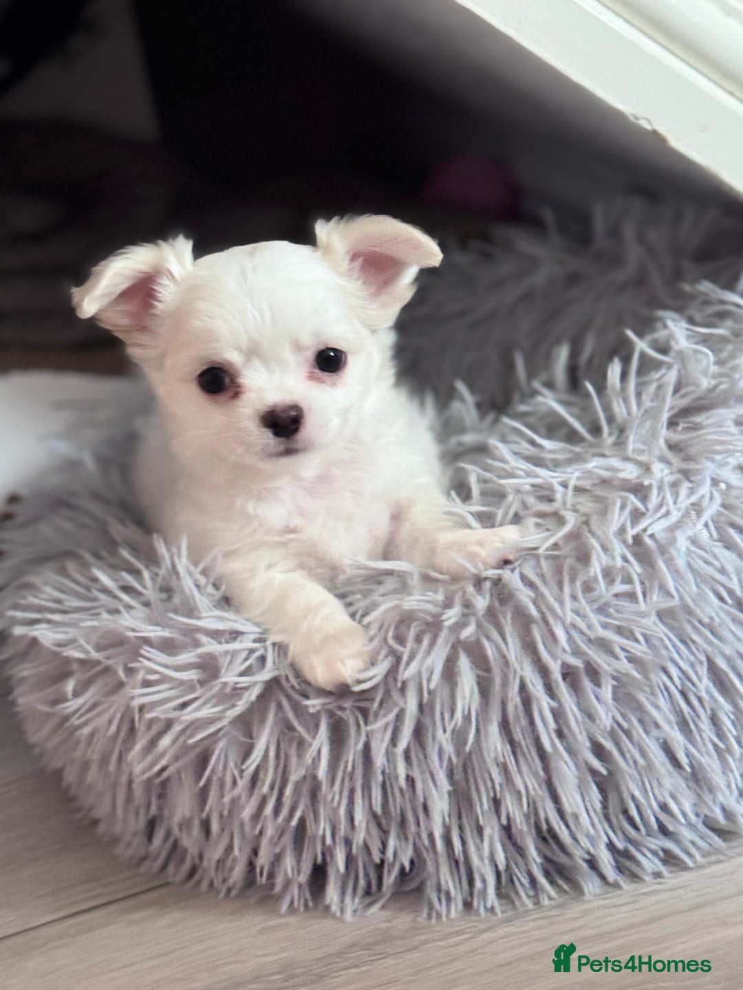 Chihuahua dogs for sale: READY 📣BEAUTIFUL LONG COAT CHIHUAHUA PUPPIES 🐶 - Image 9