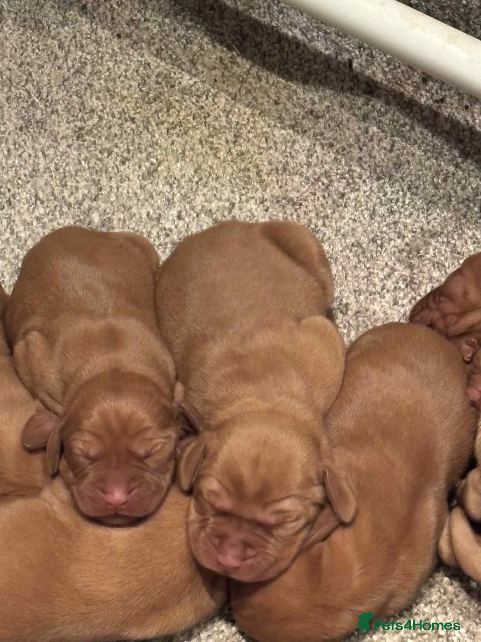 Hungarian Vizsla dogs Stunning litter of Vizslas - Advert 9
