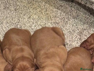 Hungarian Vizsla dogs Stunning litter of Vizslas - Advert 1
