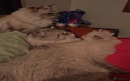 Siberian cats for sale: GCCF TICA 5 generations - Image 8