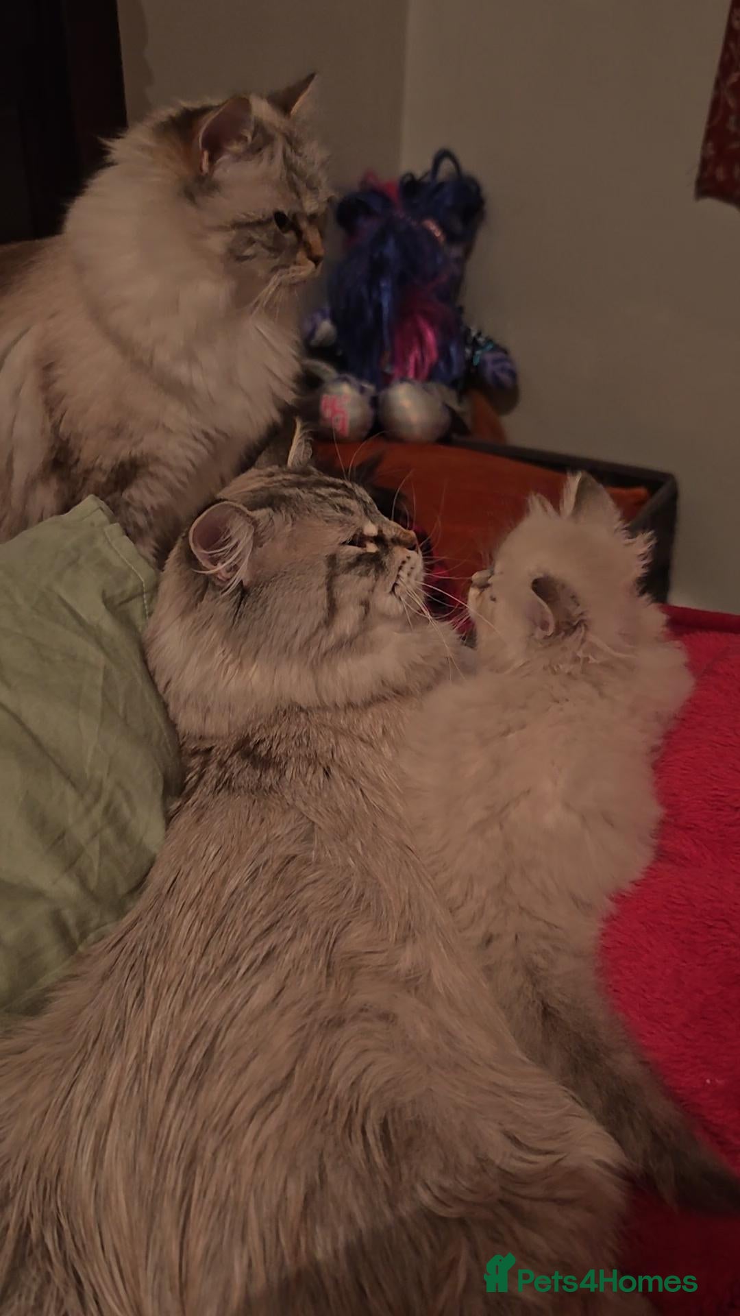 Siberian cats for sale: GCCF TICA 5 generations - Image 8