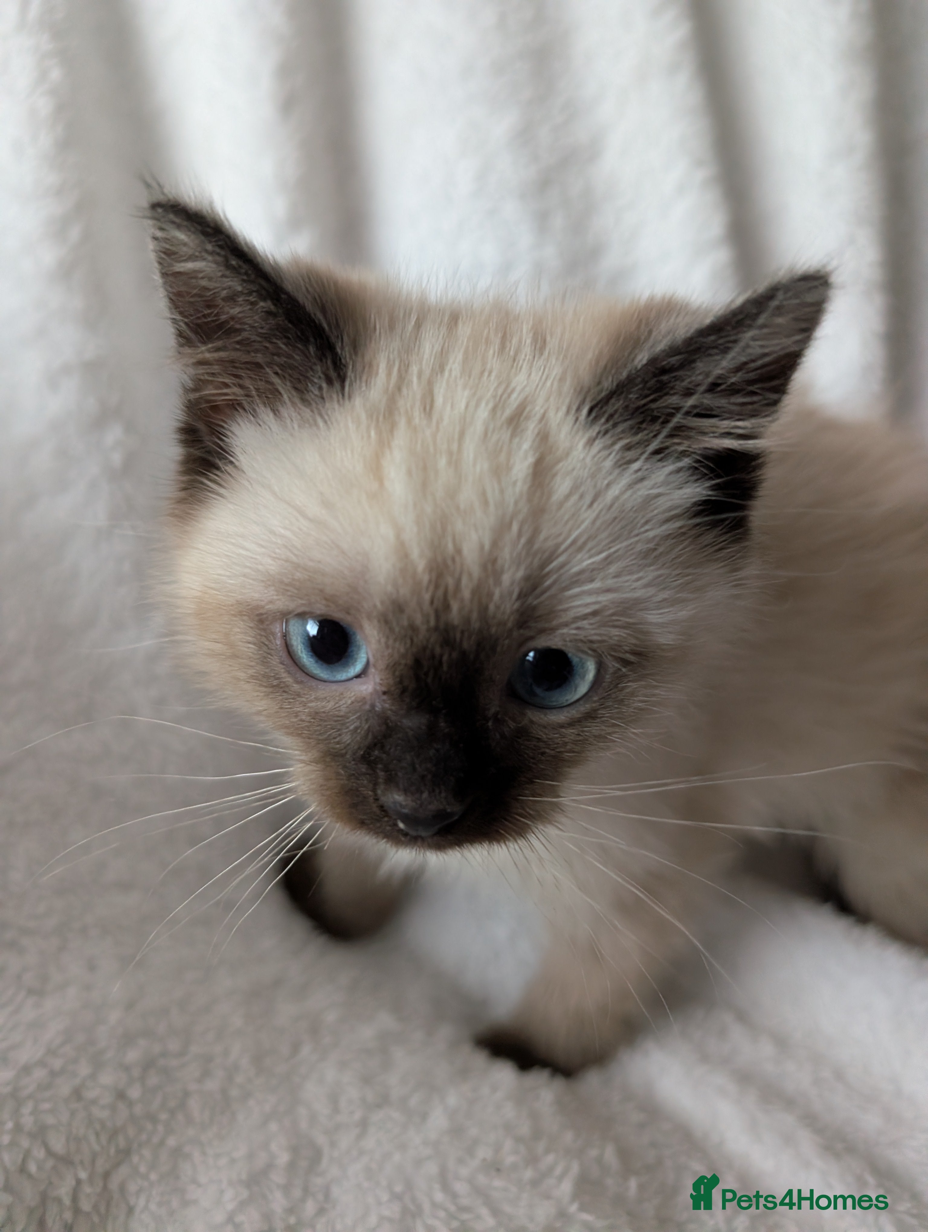 Ragdoll cats Ragdoll kittens  - Advert 1