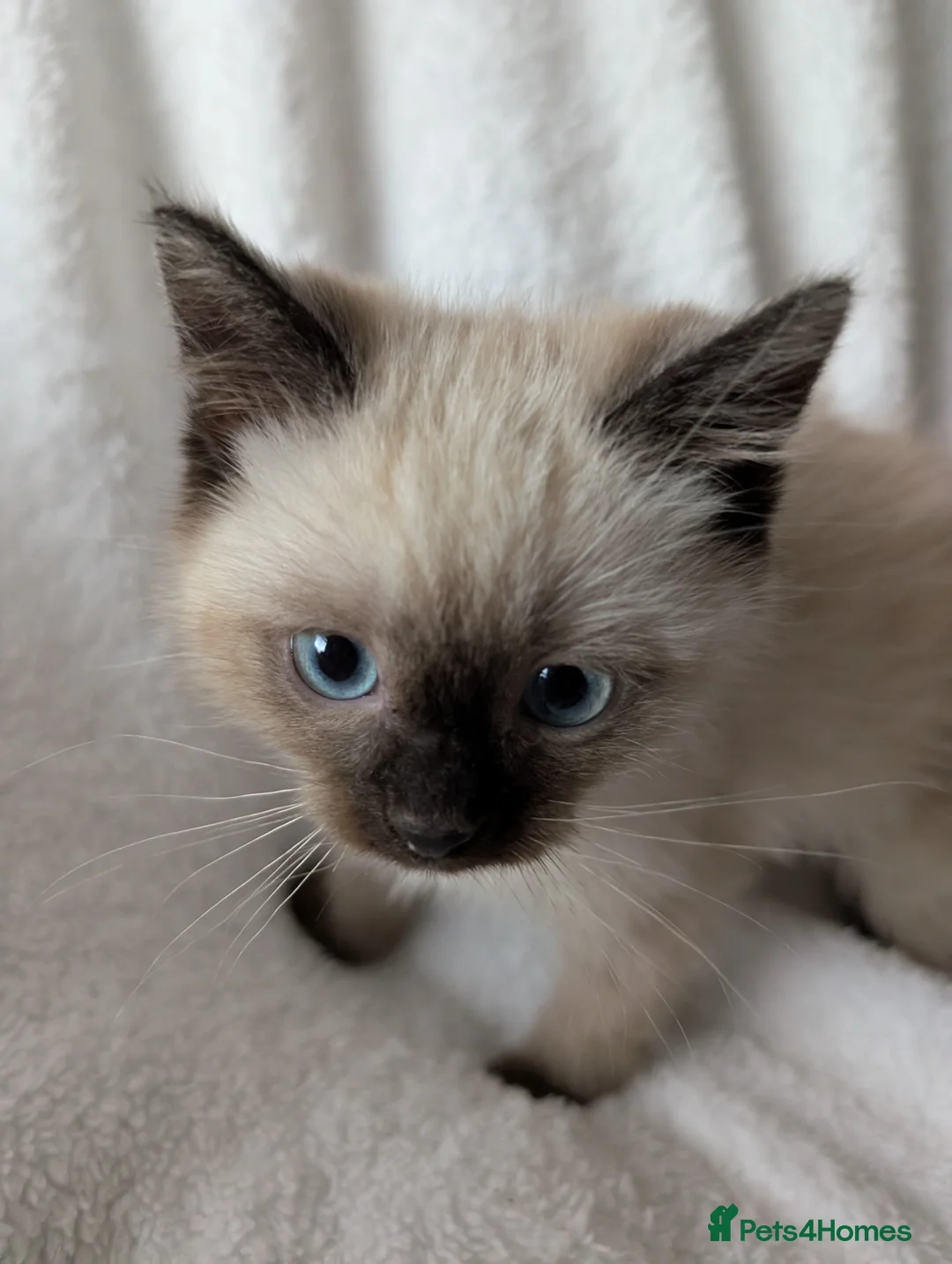 Ragdoll cats for sale: Ragdoll kittens  - Advert 1