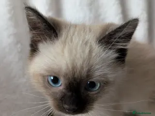 Ragdoll cats Ragdoll kittens - Advert 1