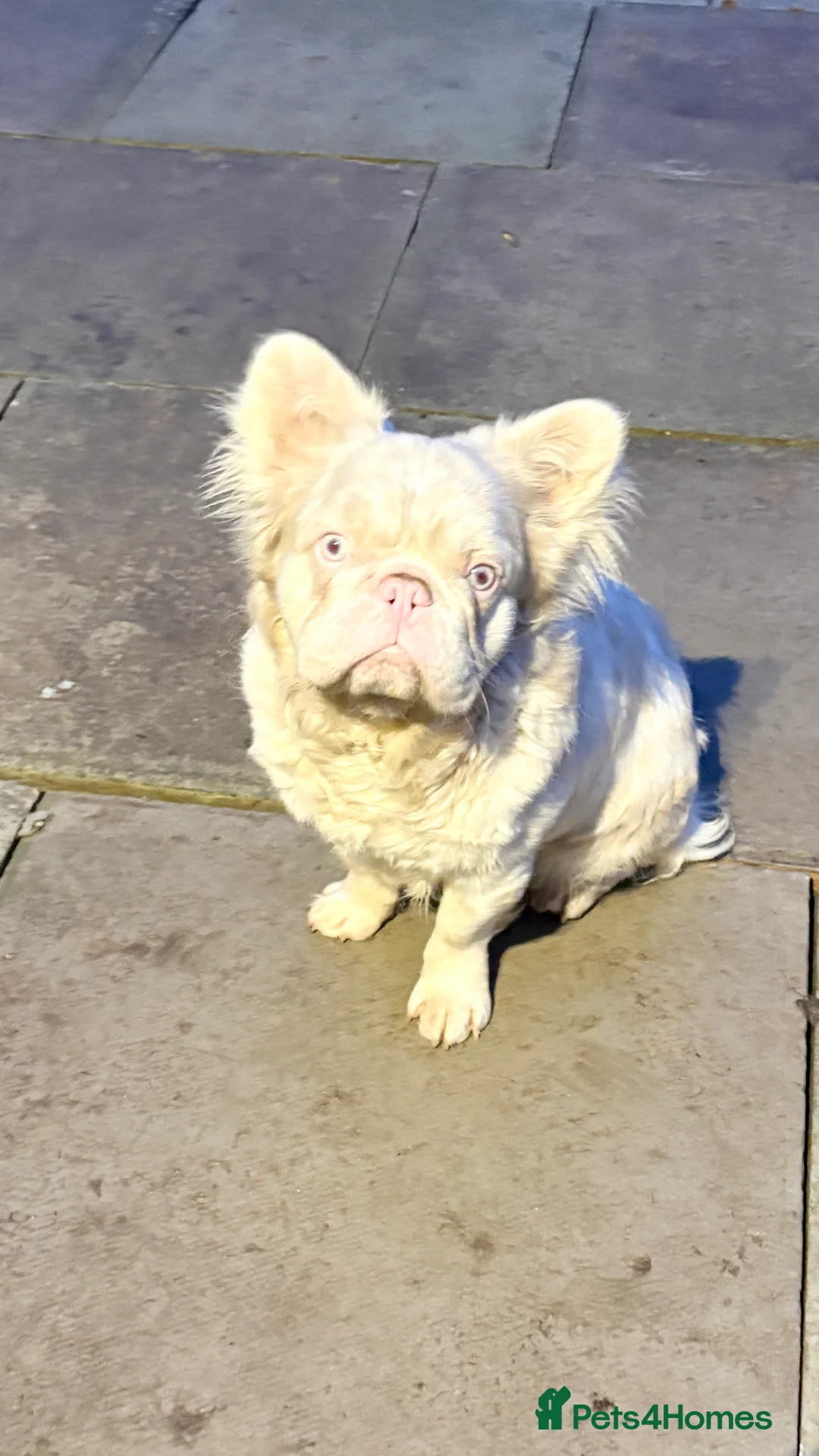 French Bulldog dogs for stud: 🩷 PINK FLUFFY STUD🩷 - Advert 4