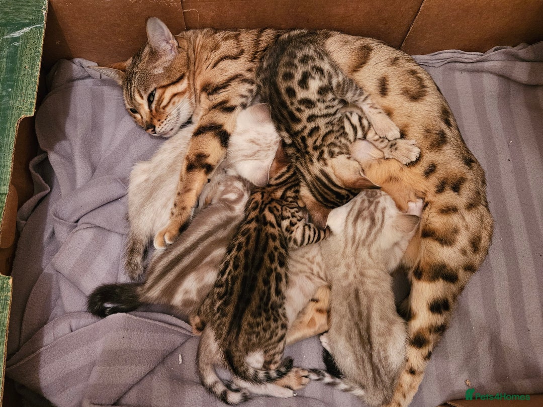 Bengal cats for sale: Pure Bengal kittens for sale - Image 16