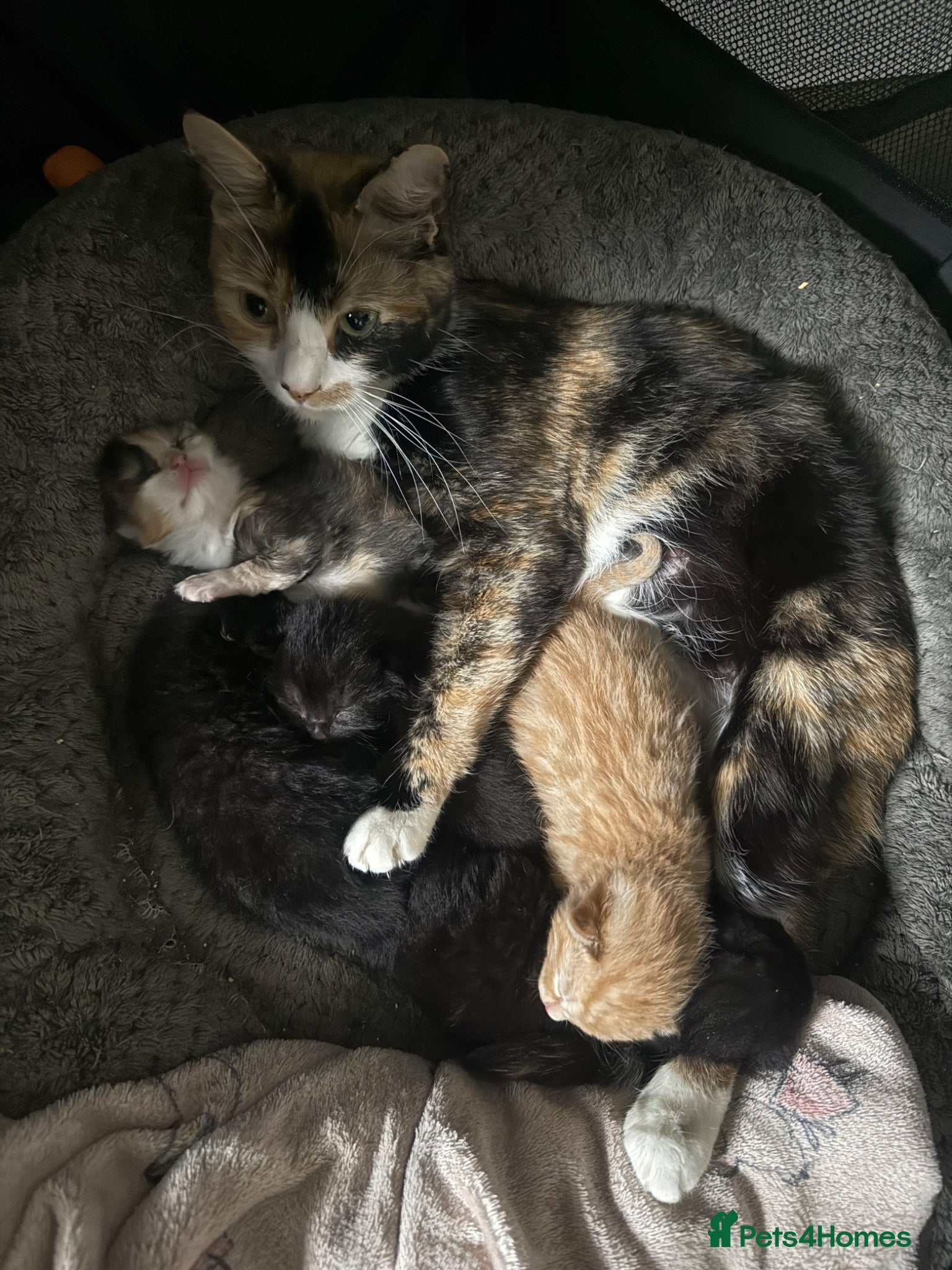 Mixed Breed cats Fluffy mix breed kittens  - Advert 4