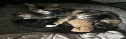 Mixed Breed cats for sale: Fluffy mix breed kittens  in Gloucester - Advert 1