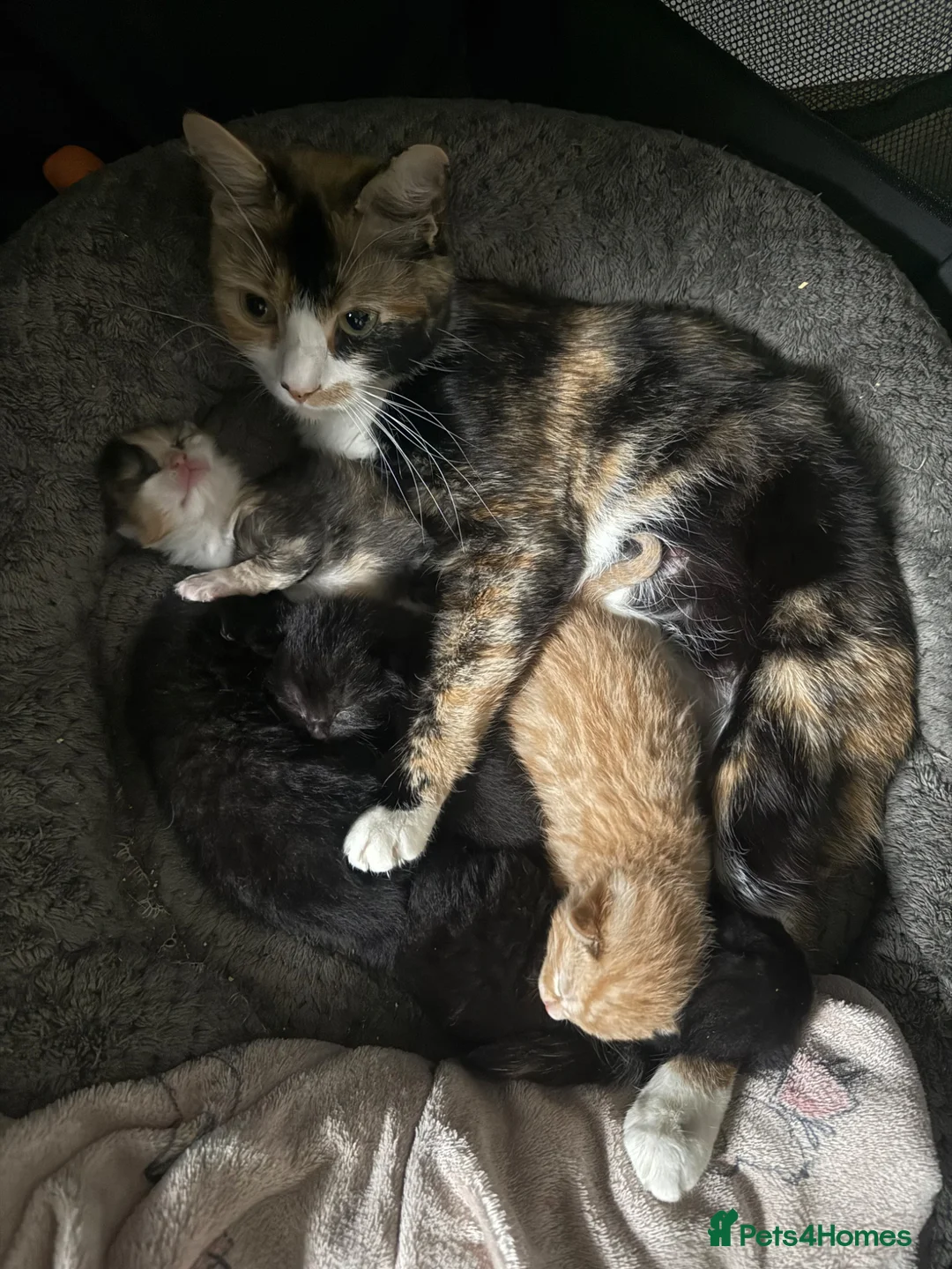 Mixed Breed cats for sale: Fluffy mix breed kittens  in Gloucester - Advert 1