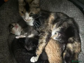Mixed Breed cats REDUCED Fluffy mix breed kittens - Advert 1