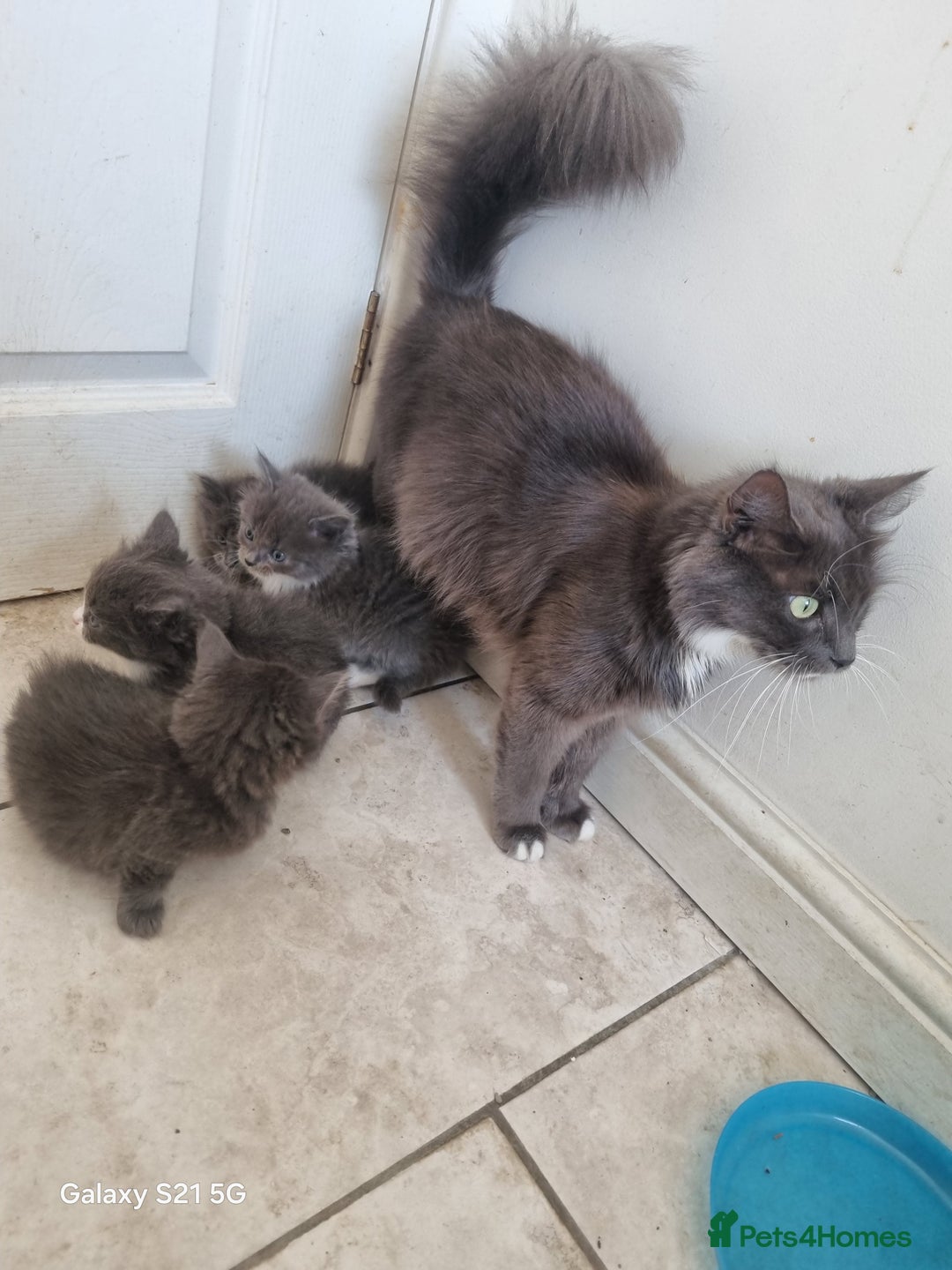 Mixed Breed cats for sale: 5 cute gray long-haired kittens for sale - Image 6