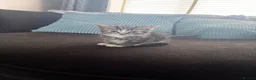 Mixed Breed cats for sale: 2 beautiful male kittens  - Advert 5