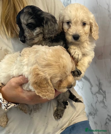 Cockapoo dogs - Advert 7