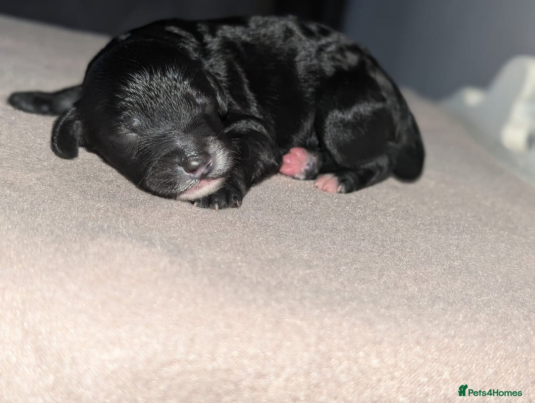 Cavapoochon dogs for sale: Rare Cavapoochons Home Raised PRA clear - Advert 21