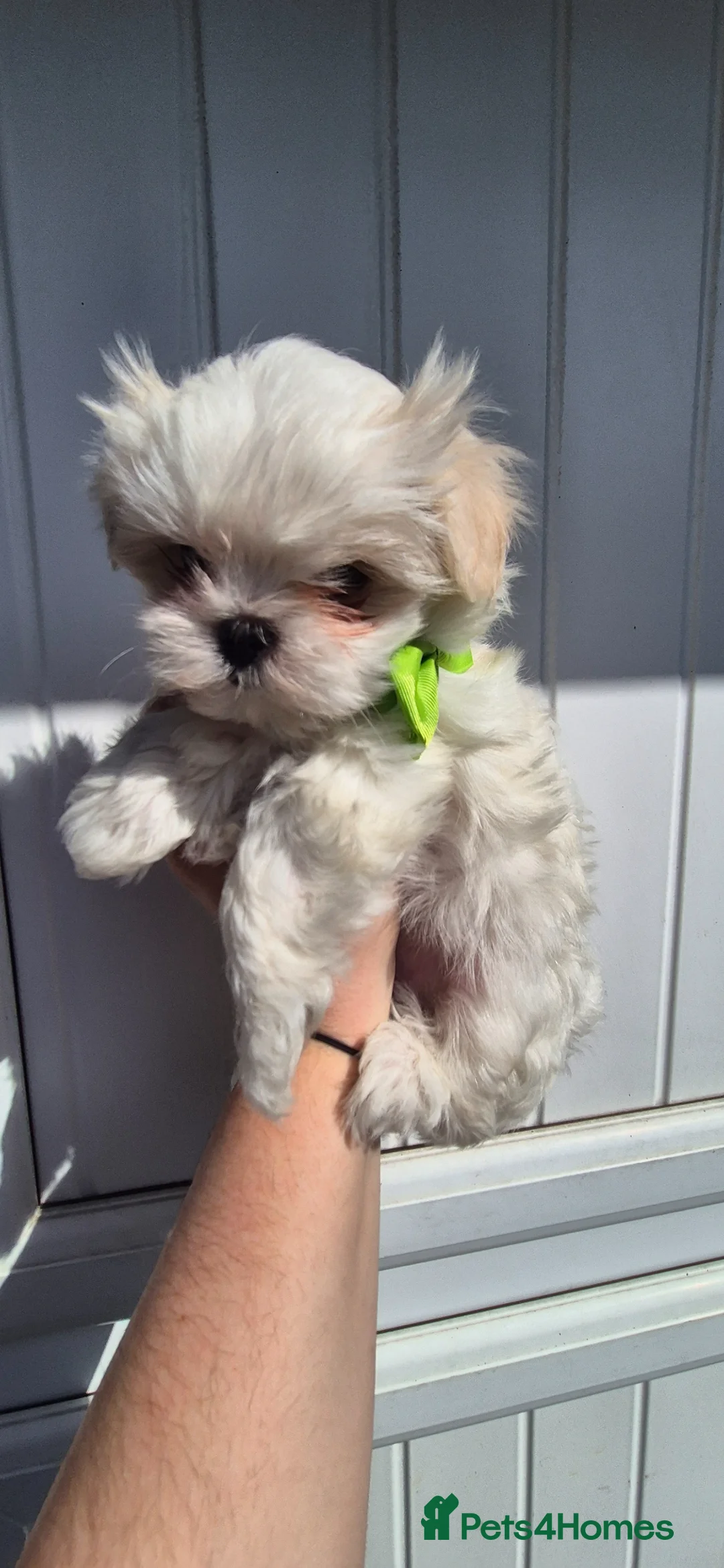 Maltese dogs for sale: Maltese kc registered two beautiful boys  - Advert 2
