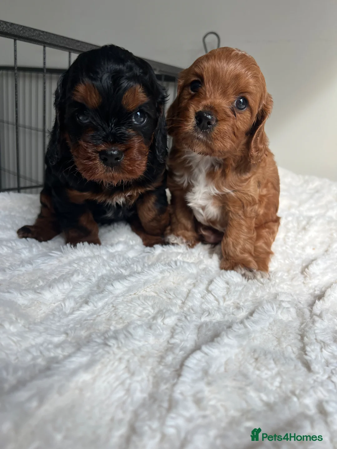 Cockapoo dogs for sale: Two beautiful cockerpoo for sale - Advert 9