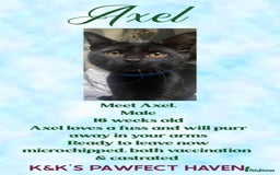 Domestic Shorthair cats for sale: Kittens and cats for adoption.  - Image 6