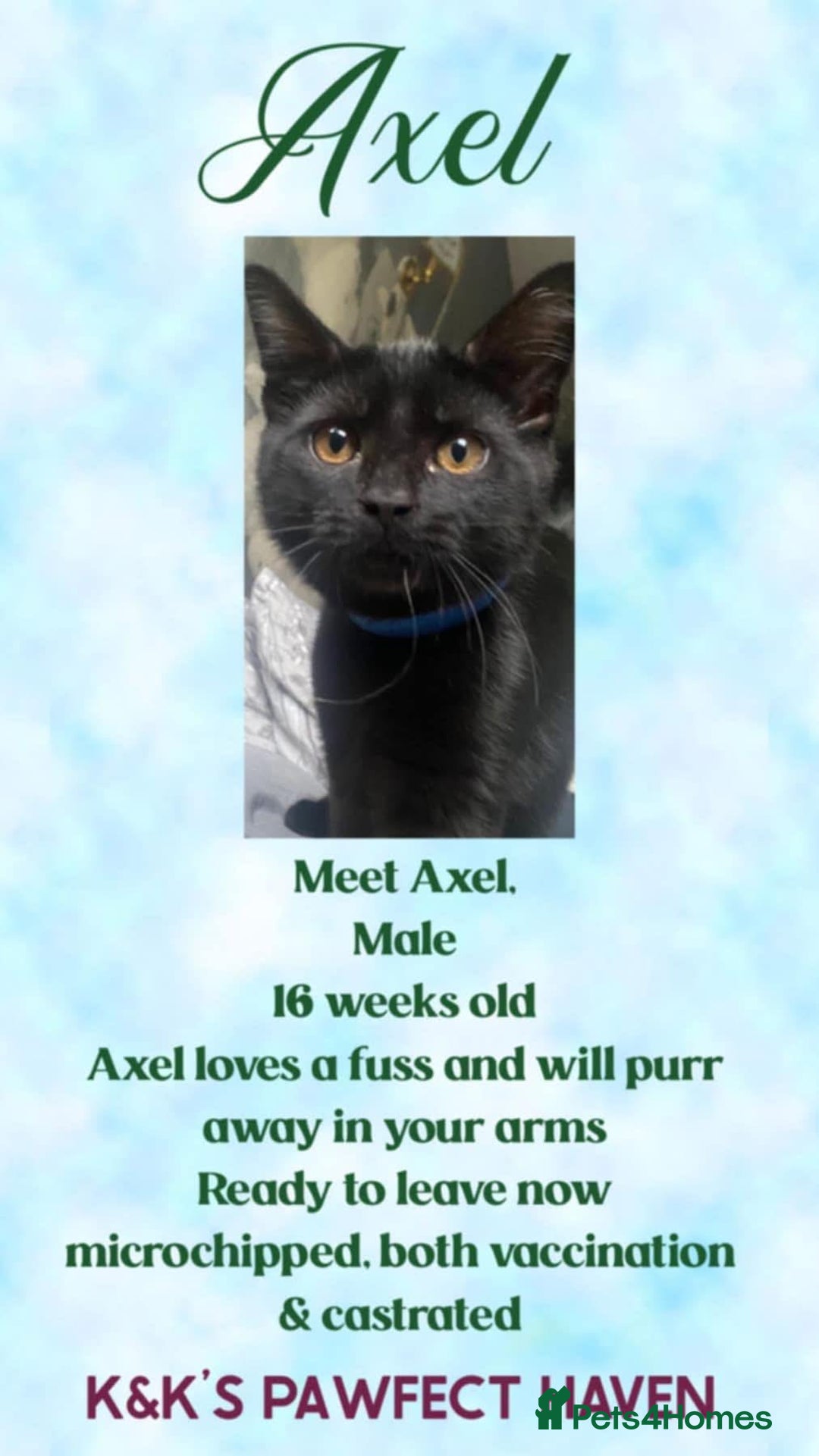 Domestic Shorthair cats for sale: Kittens and cats for adoption.  - Image 6