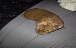 Guinea Pig rodents for sale: Guina pigs  - Image 4