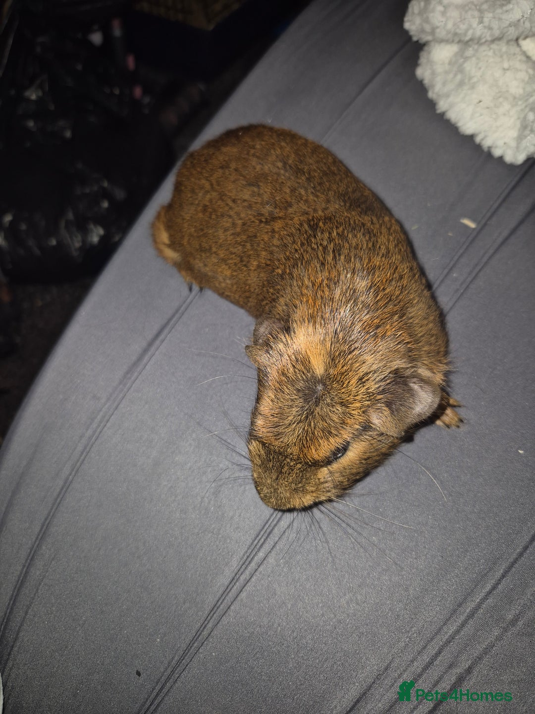 Guinea Pig rodents for sale: Guina pigs  - Image 4