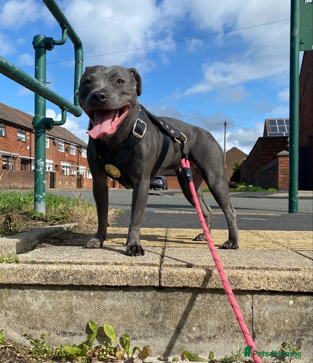 Staffordshire Bull Terrier dogs for sale: Last boy !!! Price dropped !!! Kassius pup  - Advert 14