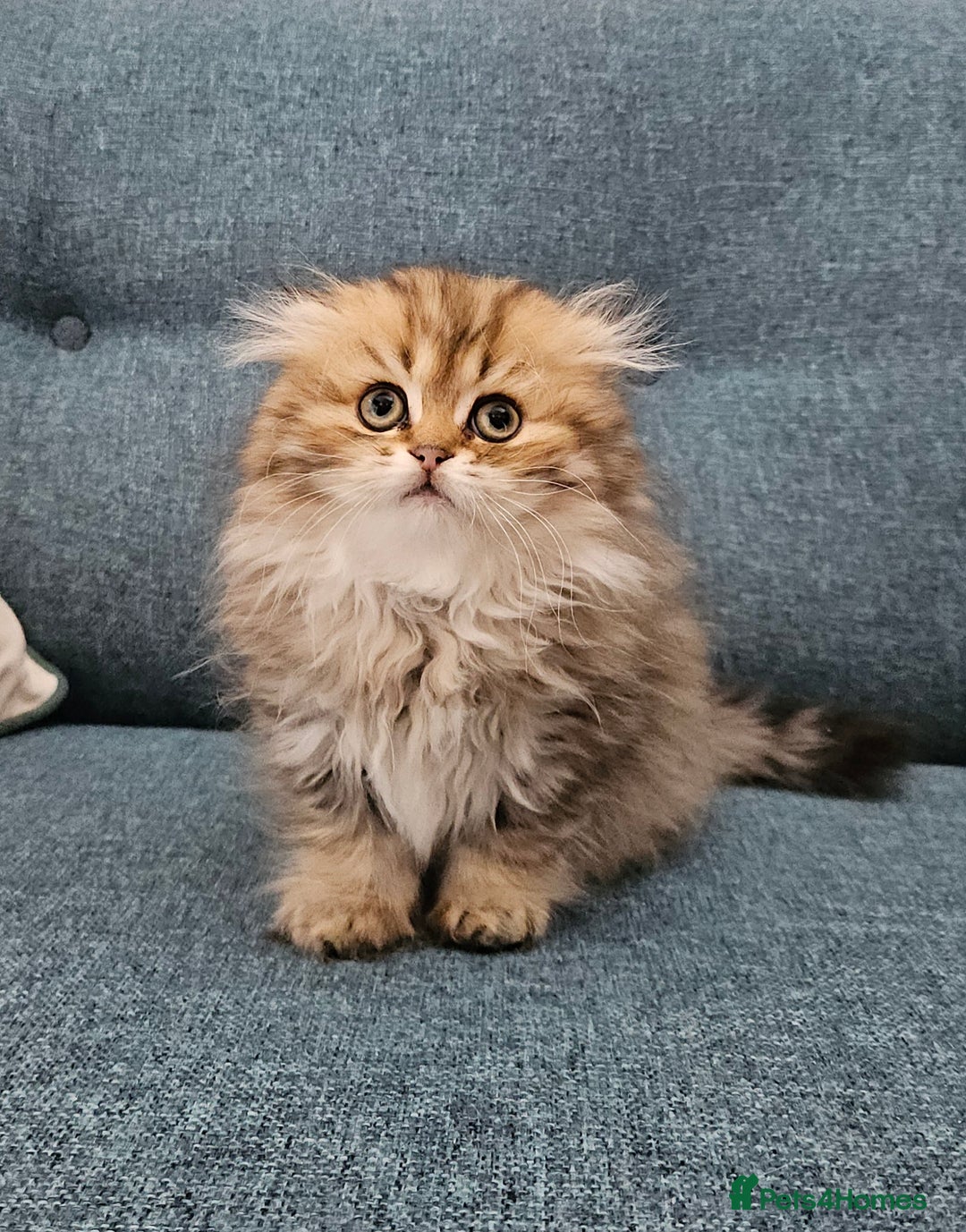 Scottish Fold cats for sale: Excellent Scottish fold kittens  - Image 8