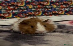 Guinea Pig rodents for sale: Gorgeous Baby Piggies 3 x Girls - Image 6