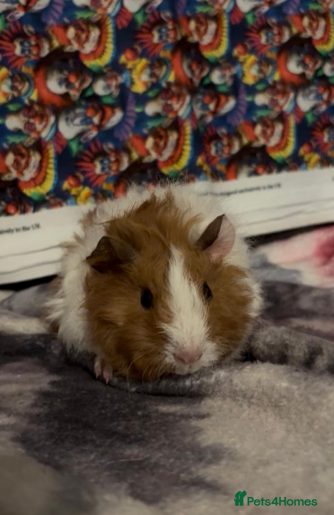 Guinea Pig rodents for sale: Gorgeous Baby Piggies 3 x Girls - Image 6