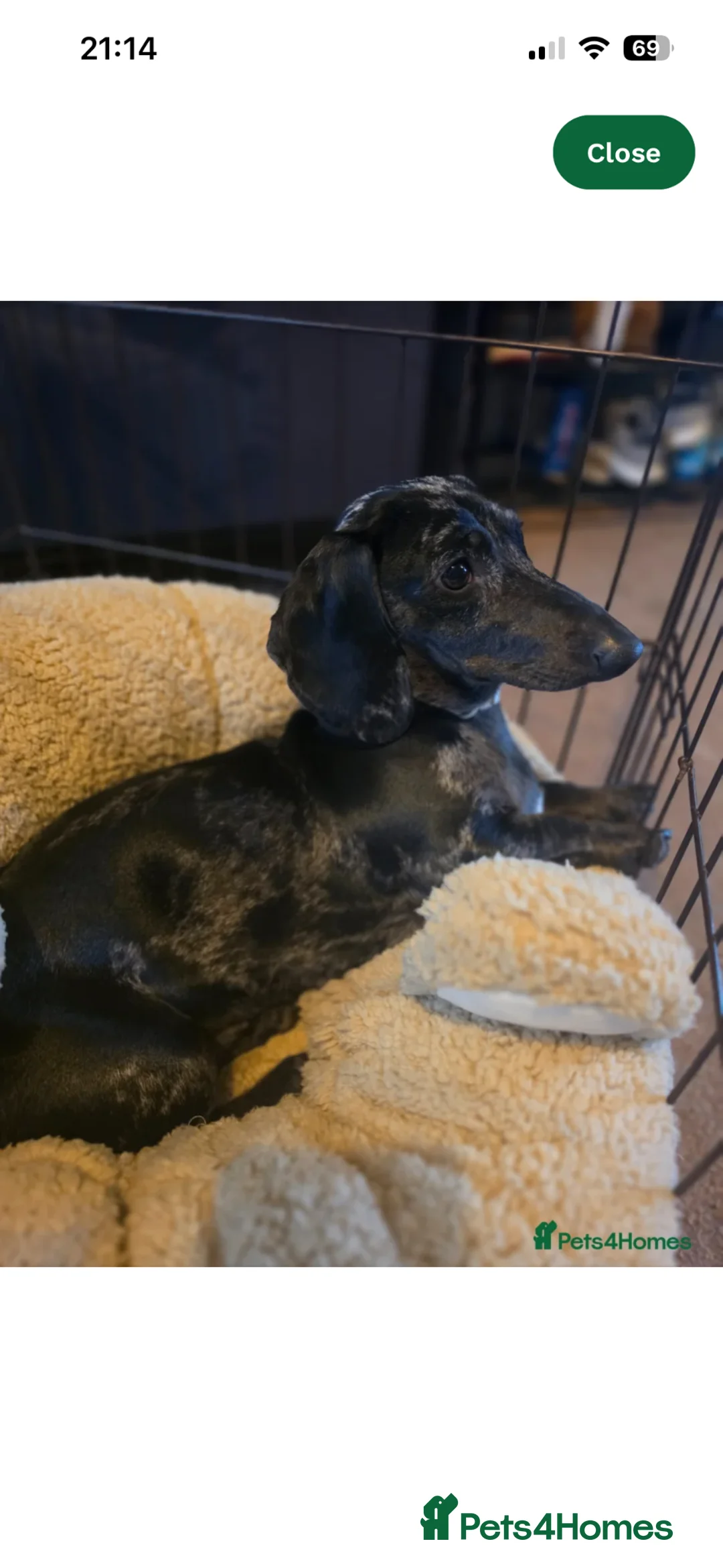 Miniature Dachshund dogs for sale: 1 year old miniature dachshund - Advert 2