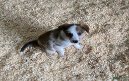 Border Collie dogs for sale: Red/Brown Merle Border Collie Pups - Image 9