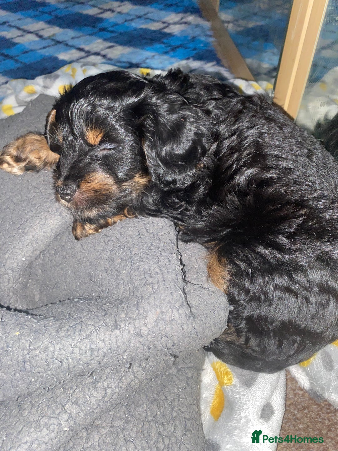 Cockapoo dogs for sale: ADD UPTO DATEREAD IN FULL  - Advert 33