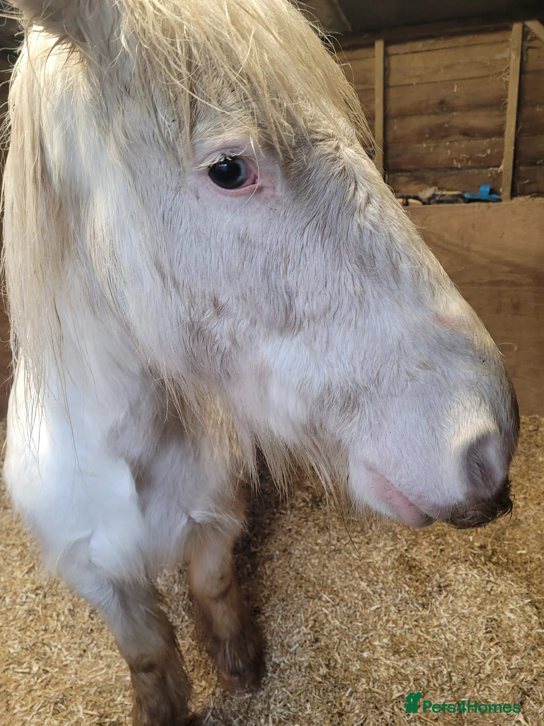 Connemara horses for sale: Beautiful boy - Advert 1
