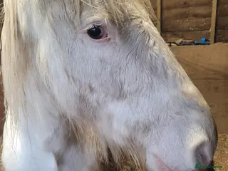 Connemara horses Beautiful boy - Advert 5