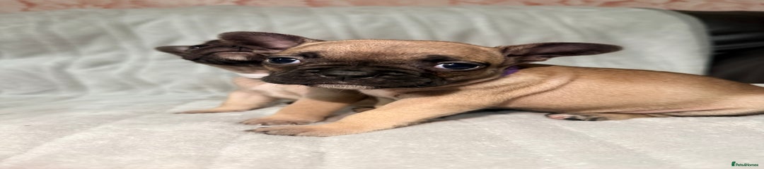 French Bulldog Puppy 4