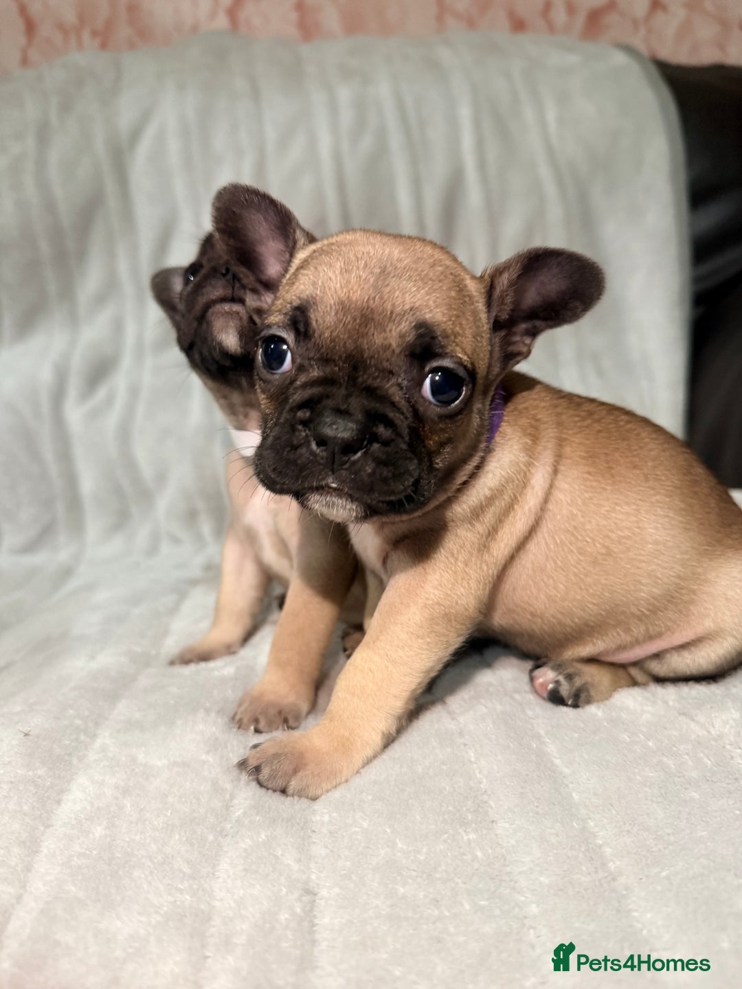French Bulldog dogs for sale: Pedigree Mum Frenchy Pups-Gorgeous and ready soon! - Advert 14