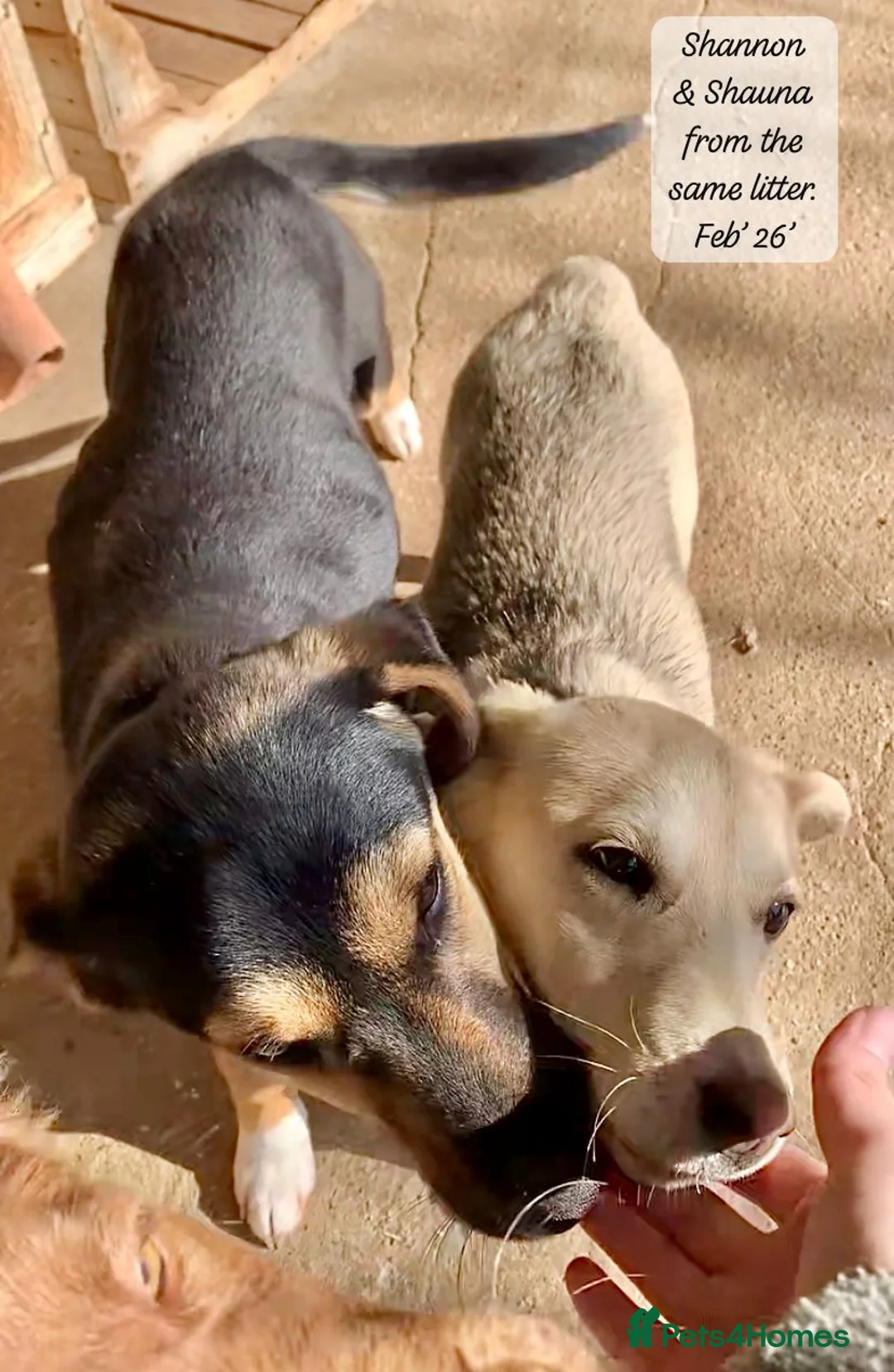 Mixed Breed dogs for adoption: Shannon, 6 months approx, Available for adoption. - Advert 2