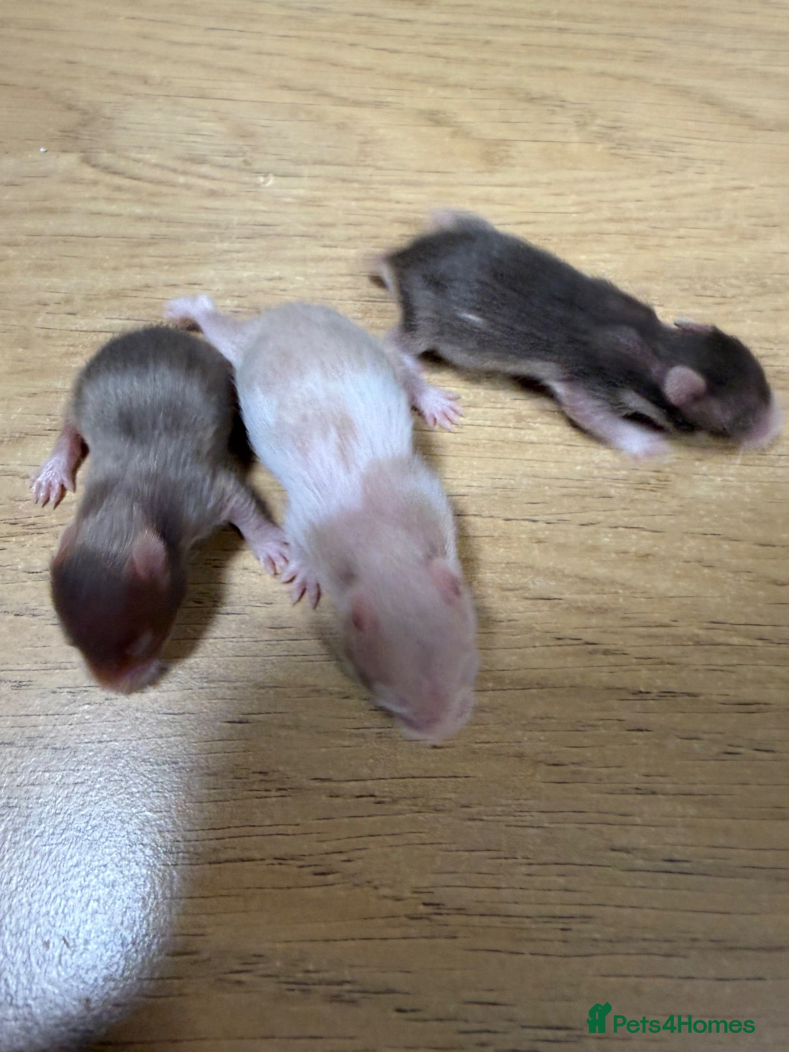 Hamster rodents Syrian Hamster Babies - Birmingham - Advert 8