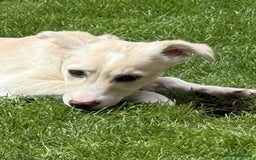 Mixed Breed dogs for adoption: Meet Snoopy – A Gentle Soul in Need of Time &Love - Image 8