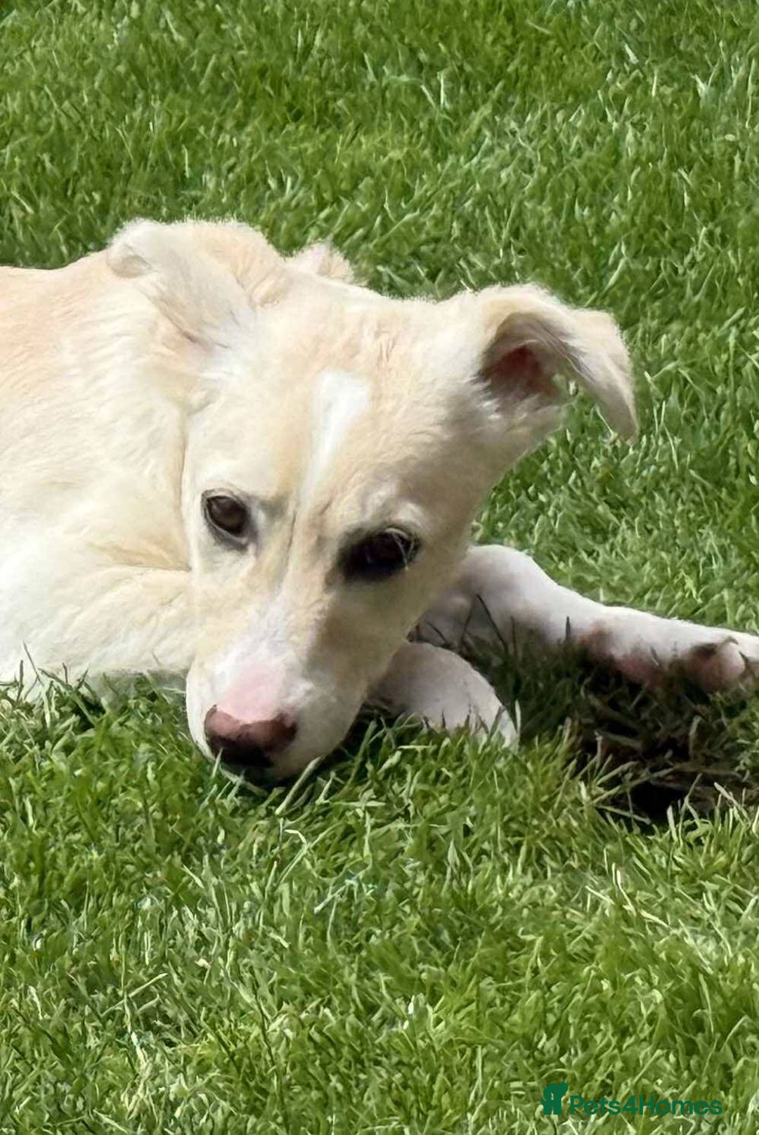 Mixed Breed dogs for adoption: Meet Snoopy – A Gentle Soul in Need of Time &Love - Image 8