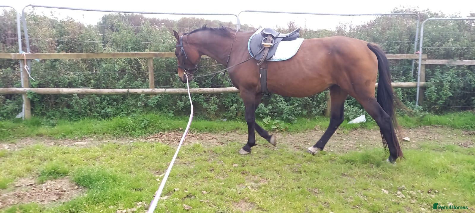 KWPN horses Warmblood - KWPN - Advert 1