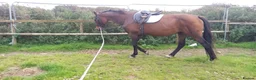 KWPN horses for sale: Warmblood - KWPN - Advert 1