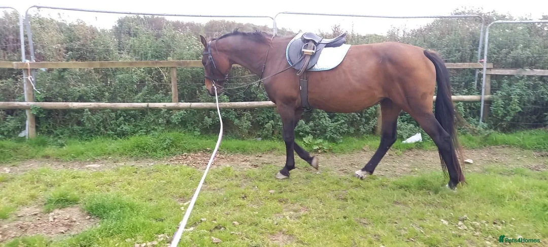 KWPN horses for sale: Warmblood - KWPN - Advert 1