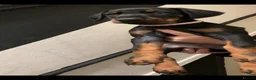 Dobermann dogs for sale: Royal KC Doberman puppies  - Advert 14